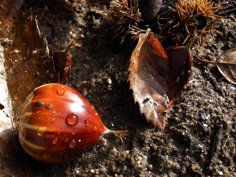 Manzaneda_2012 230a